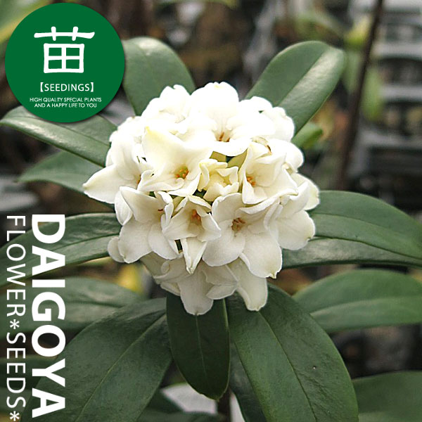 楽天市場】【現品】チャイナニンジンボク（細葉中国人参木）青花