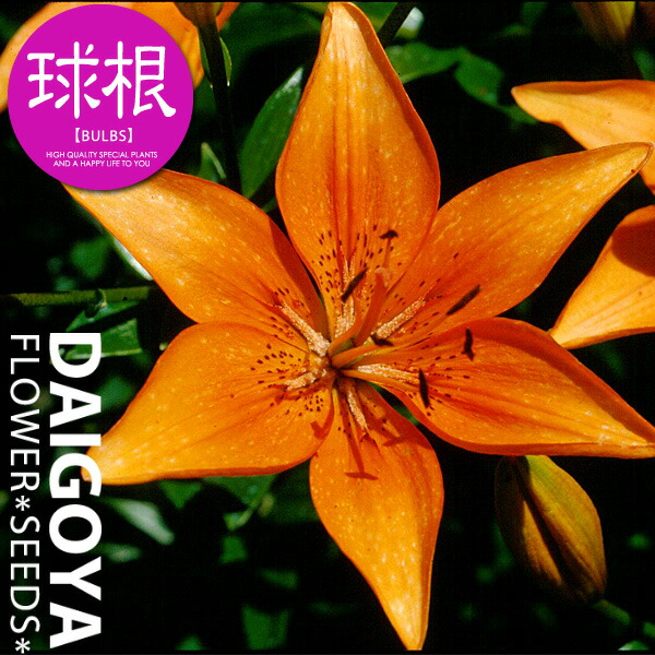 楽天市場】ユリ オリエンタルリリー バルベルデ（オレンジカサブランカ