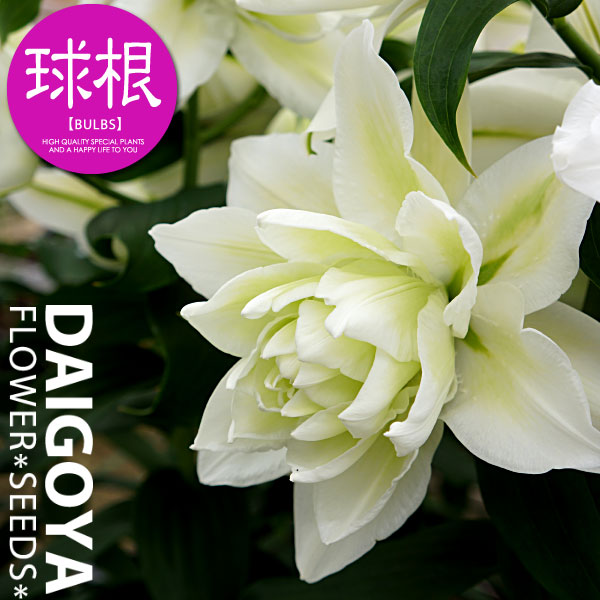楽天市場】ユリ 最高級八重咲きアジアティック ベントレー 黄/桃