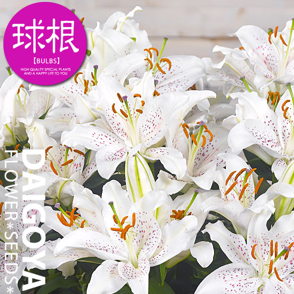 ユリ kk-yri033-1kd.jpg