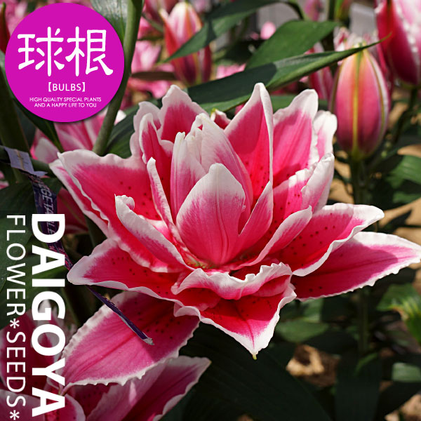 ユリ ds-ytz-oriental-lily-mix-