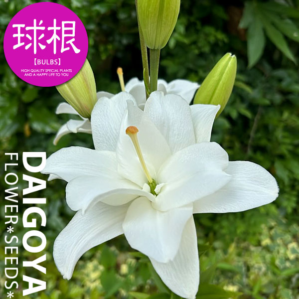 楽天市場】ユリ オリエンタル系 OR・OT系 マスター ピンクカサブランカ