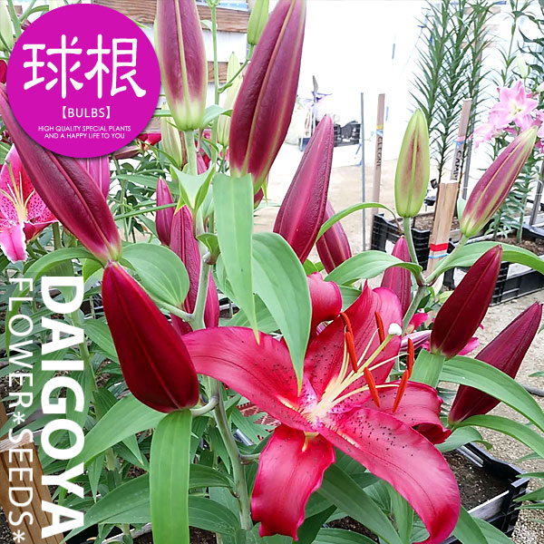 楽天市場】ユリ オリエンタル系 OR・OT系 マスター ピンクカサブランカ