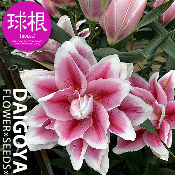 楽天市場】【生花】八重咲きオリエンタルユリ （ピンク系