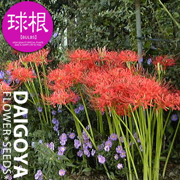 楽天市場 リコリス ラジアータ 赤 球根 3球 リコリス 夏植え 球根 販売 通販 種苗 花苗 球根の専門店 大郷屋 楽天市場 リコリス ラジアータ 赤 球根 3球 リコリス 夏植え 球根 販売 通販 種苗 花苗 球根の専門店 大郷屋