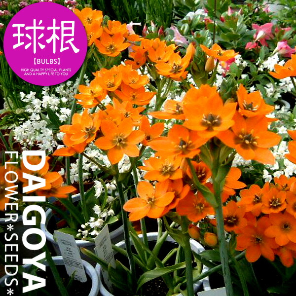 出品限り❤【７球】オーニソガラム『ヌタンス』植えっぱなしOK 楽天市場】球根 オーニソガラム ヌタンス 福花園 5球 fke : フラワー