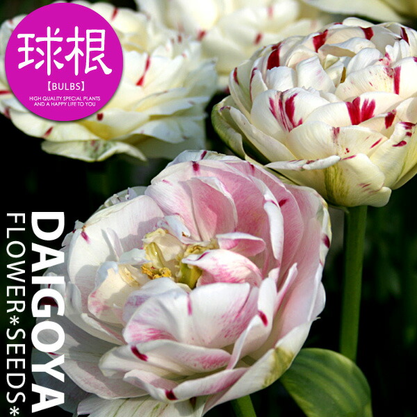 楽天市場 チューリップ 八重咲き ダンスライン 白 爪赤 球根 4球入り袋詰め プレミアムチューリップ 秋植え 球根 販売 通販 種苗 花苗 球根の専門店 大郷屋
