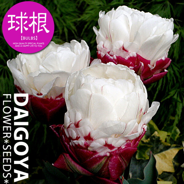 楽天市場 チューリップ 八重咲き アイスクリーム 白 紫顎 球根 3球入り袋詰め チューリップ 秋植え 球根 販売 通販 種苗 花苗 球根の専門店 大郷屋