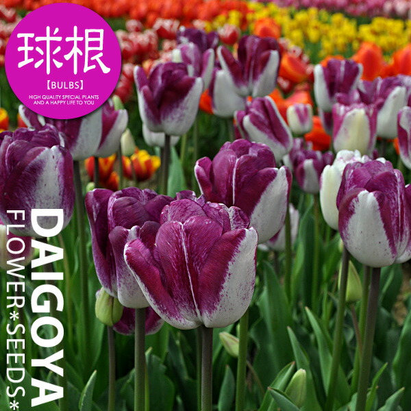 球根 八重咲きチューリップ