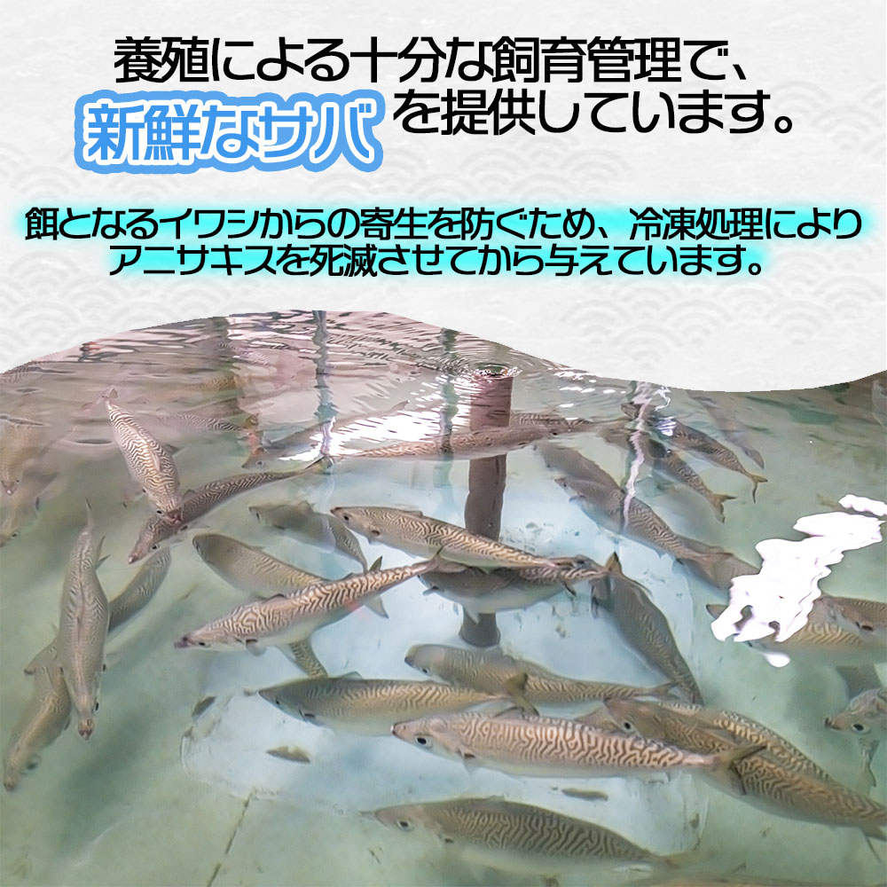 楽天市場 姫サバ 刺身 皮骨付き 2尾 1尾で700g前後 切り身 生食可 鯖 刺身 鯖 刺し身 鯖 切り身 鯖 切身 サバ 刺身 サバ 刺し身 サバ 切り身 サバ 切身 サバ フィレ 鯖 産地直送 お酒に合う 誕生日 プレゼント ギフト デイリーコンパス
