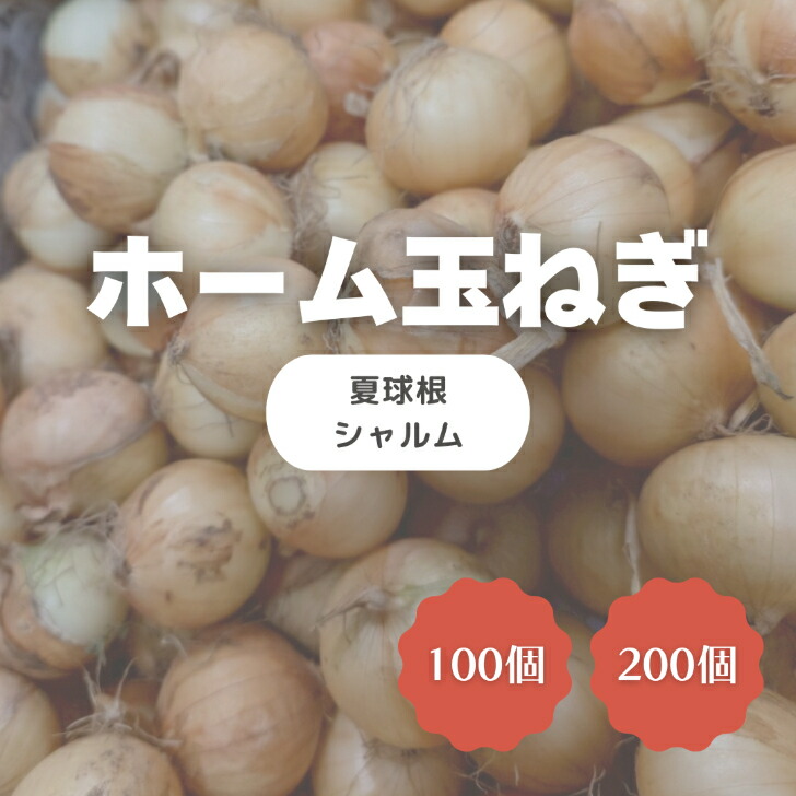 たまねぎ　5個 極早生サラダ玉ねぎ | 花＆グリーン 通販 | ホームセンターの