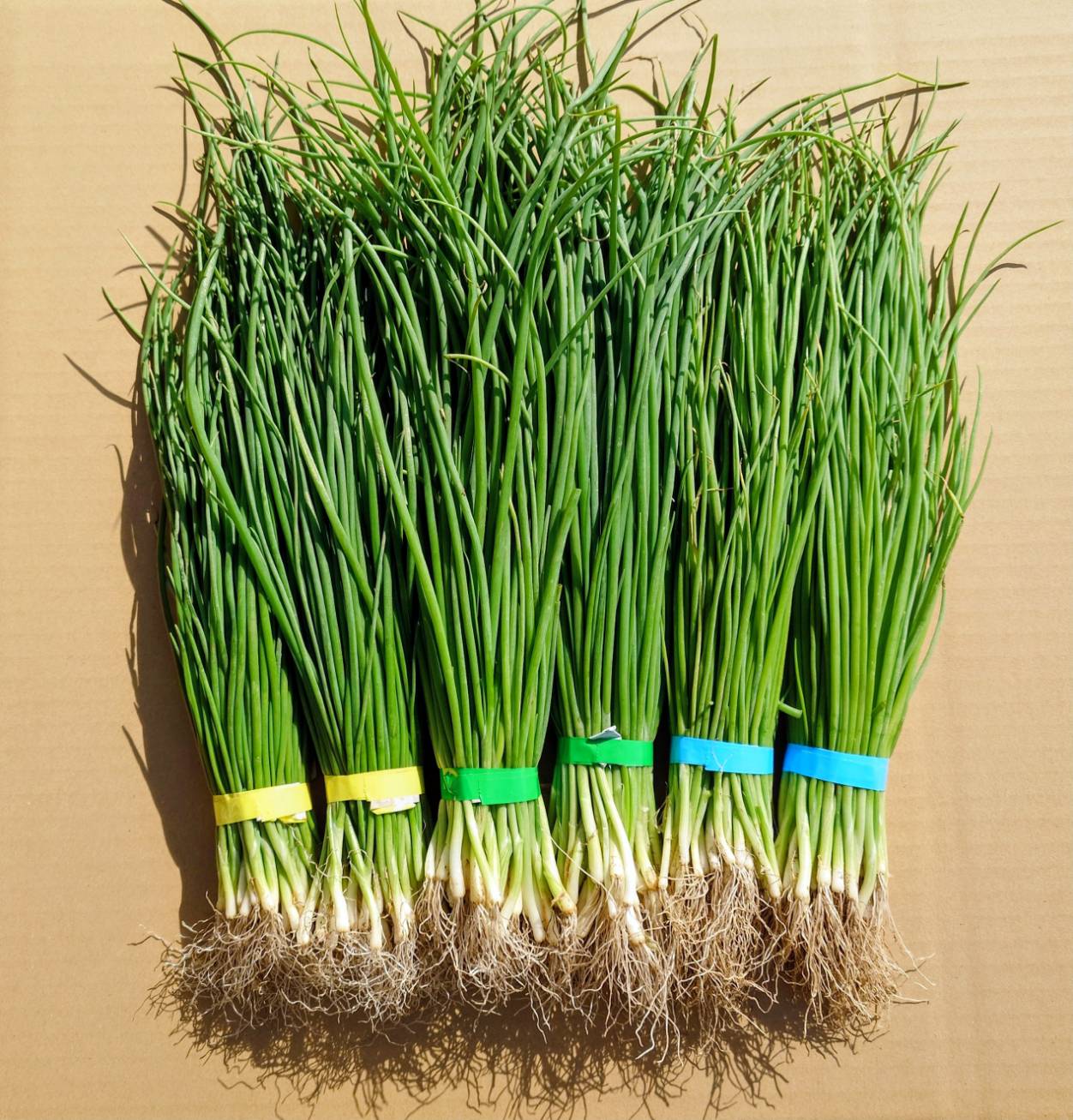 楽天市場】【予約商品 10月～11月発送開始】玉ねぎ苗 ソニック 早生