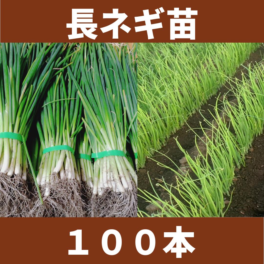 mrncsページ▼玉ねぎ苗 楽天市場】【最終特価】玉ねぎ苗 玉葱苗 タマネギ苗 2025年秋 家庭菜園