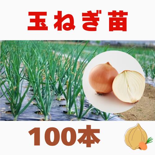 楽天市場】【予約商品】淡路島産たまねぎ苗早生品種レクスタ