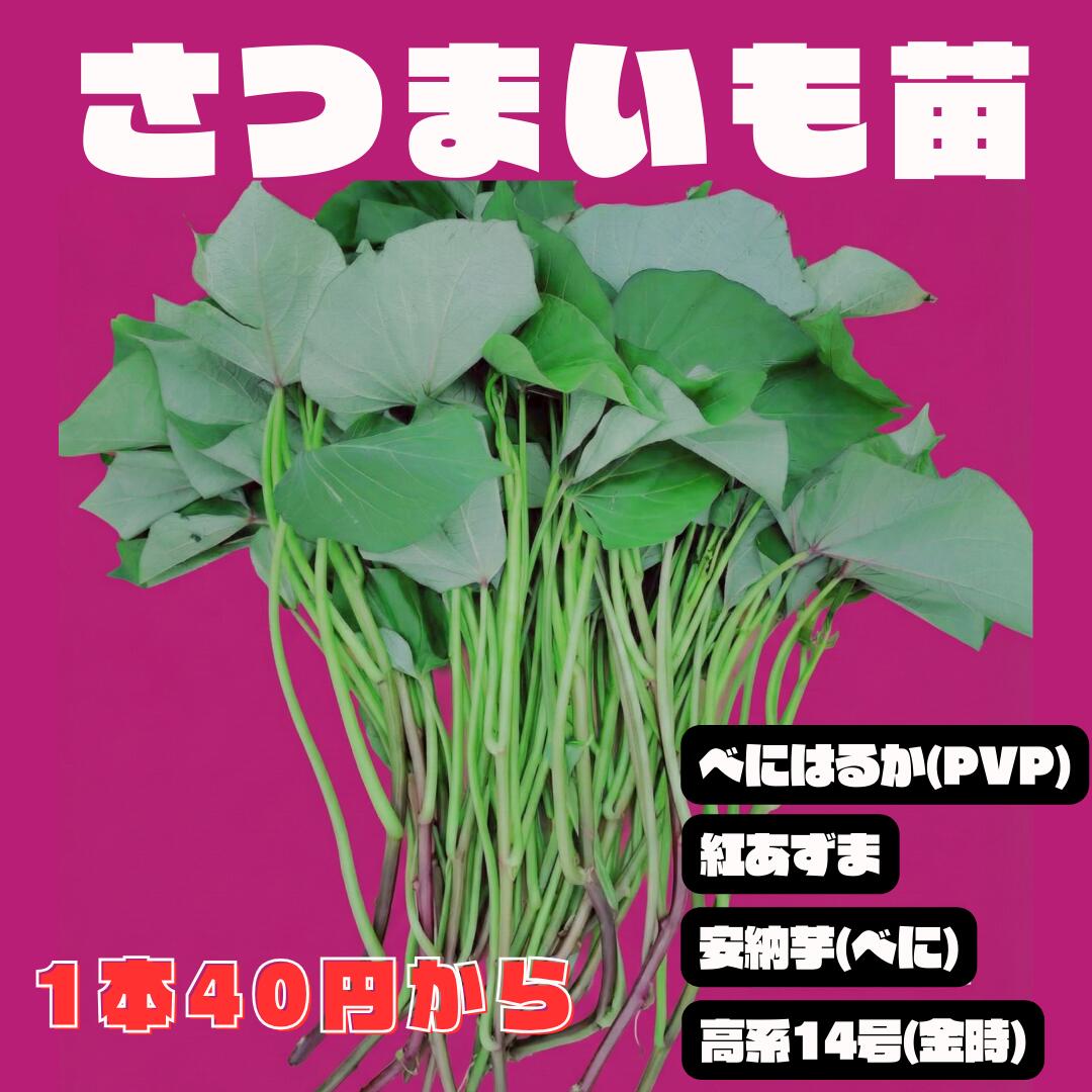 楽天市場】シルクスイート さつまいも苗 10本 農水省登録品種につき