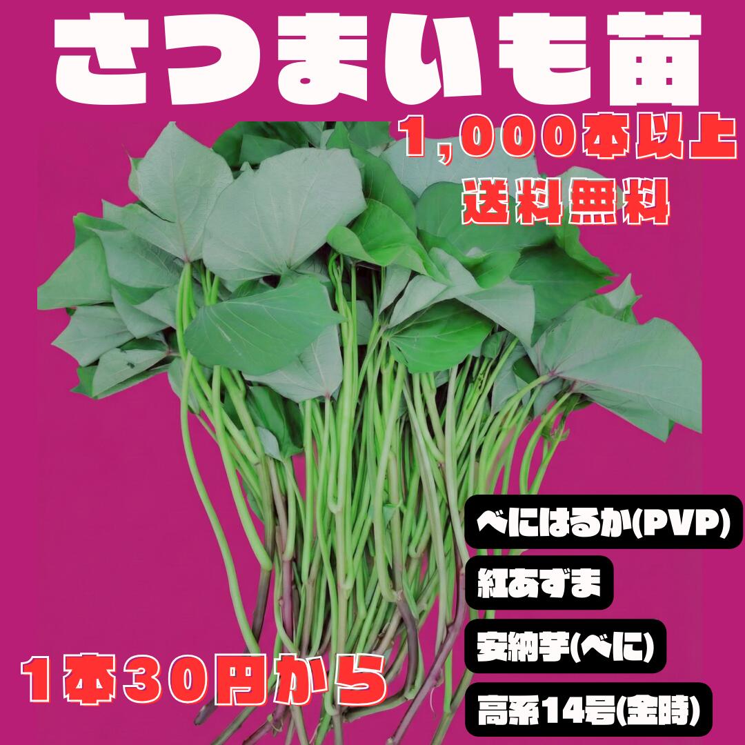 楽天市場】シルクスイート さつまいも苗 10本 農水省登録品種につき