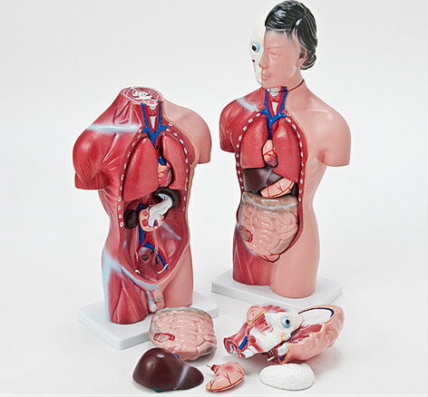 あす楽　内臓人体模型女性or男性44cm[JK-4325][JK-4332]
