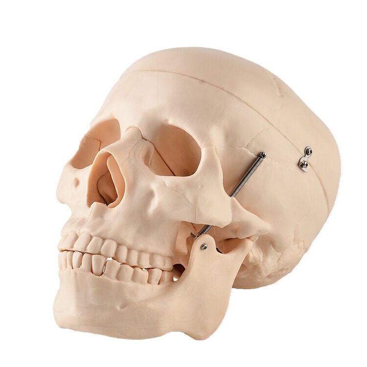 骨格標本　キーホルダー item_tb006_01.jpg