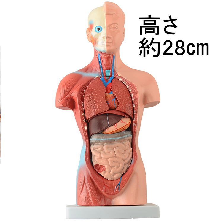楽天市場】内臓人体模型28cm15パーツ内臓模型 203 標本[JK-3830