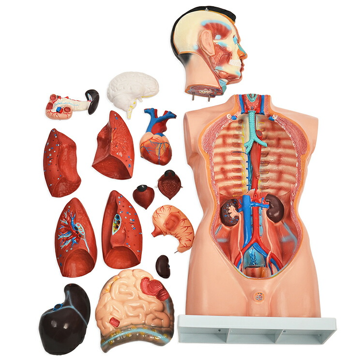 信頼 内臓人体模型男性85ｃｍgx 1パーツ取り外し可内臓模型 標本 ガイコツ Jk 2994 W 正規品 Www Estelarcr Com