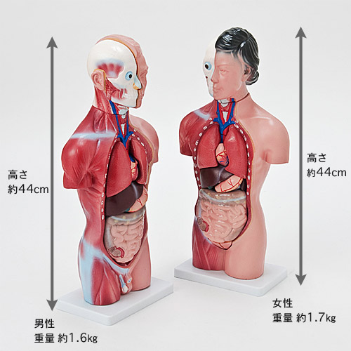 楽天市場 内臓人体模型女性 男性 44cm 骸骨 骨格 骨 模型 ガイコツ ミニ 人体模型 内臓 グッドアイテム ダイセイ