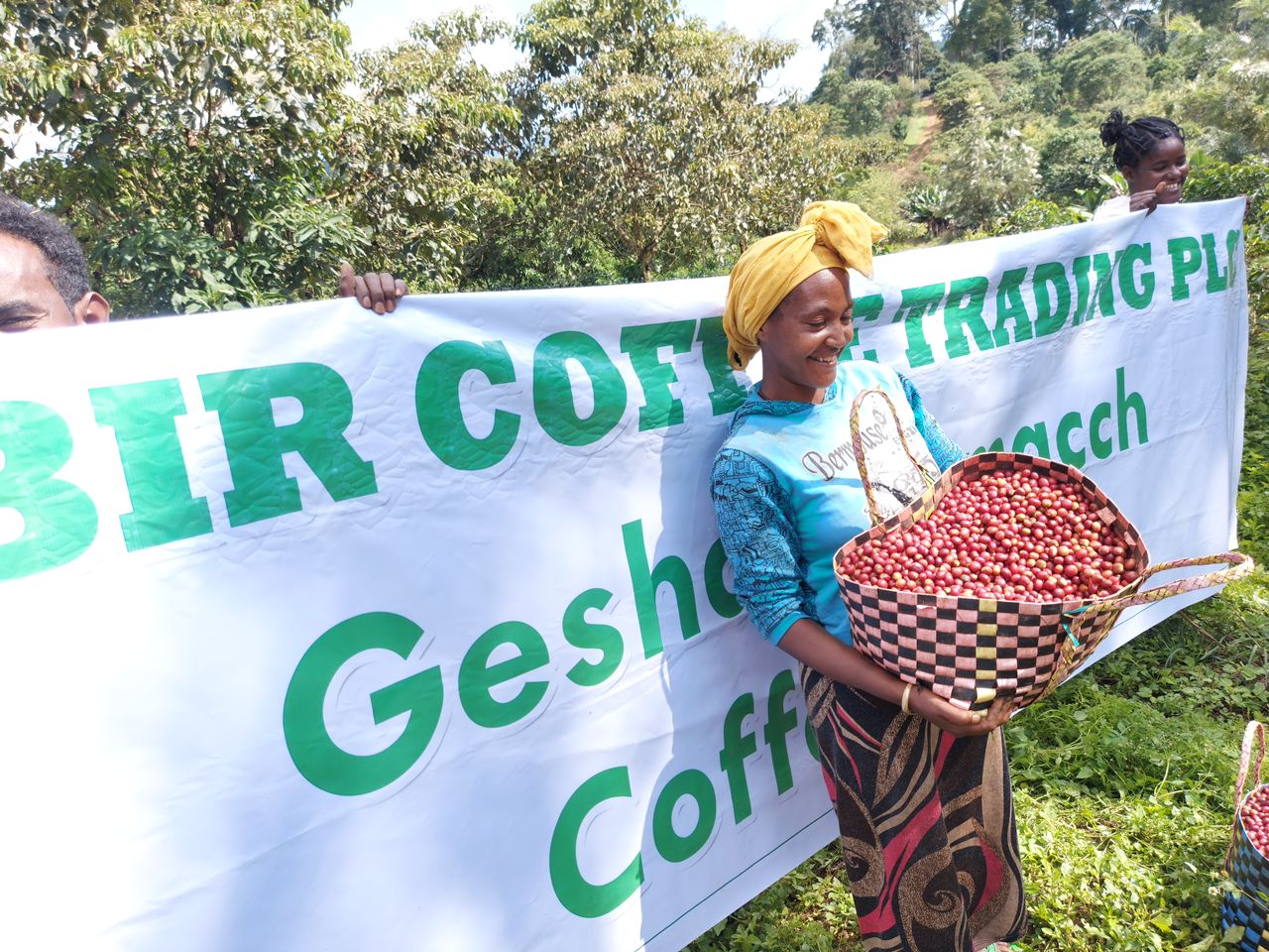 楽天市場】コーヒー生豆 1kg エチオピア ゲイシャ ジャスミンG1