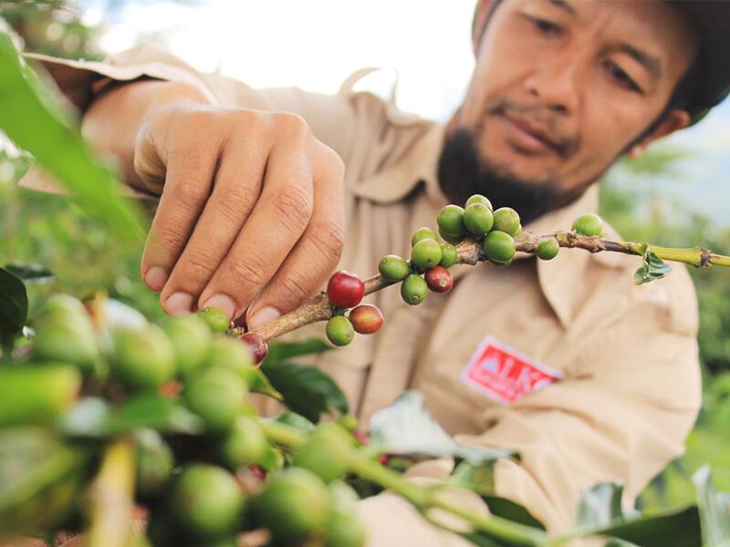 DRIP TRIP コーヒー 生豆 インドネシア クリンチマウンテン コピ ジェルク スマトラ式 珈琲 スペシャルティ 送料無料1kg 2kg 5kg 10kg