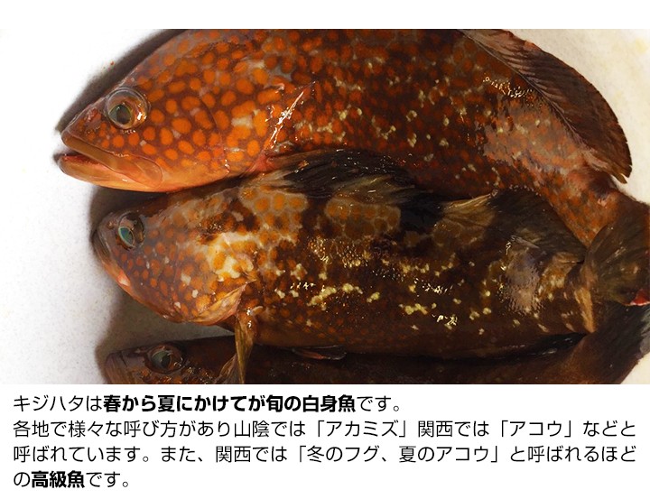 送料無料 数量限定 幻の 高級魚 キジハタ 3尾 魚 お魚 さかな 鮮魚 刺身 煮つけ 煮付け 煮付 につけ アコウ アコウダイ あら汁 に お取り寄せグルメ Devils Bsp Fr