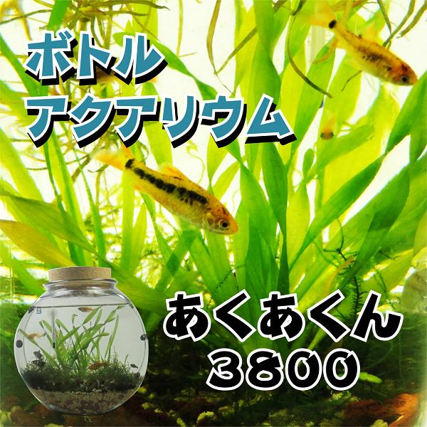 21年春夏再入荷 ボトルアクアリウムあくあくん3800 タイコ型 生き物 ペット 熱帯魚 ボトルアクアリウム 自由研究 超目玉アイテム Newsad Info