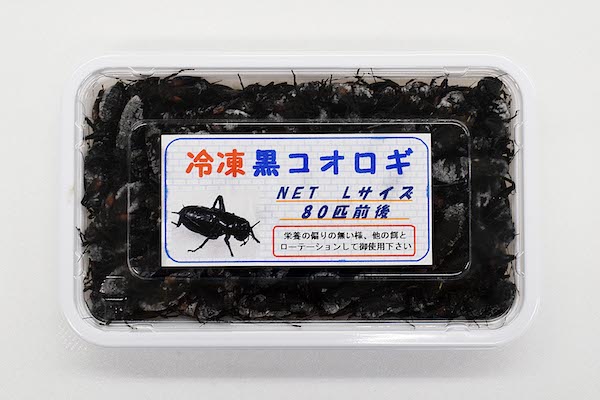 楽天市場】【冷凍】冷凍コオロギ 100匹パック（フタホシコオロギ）（T2