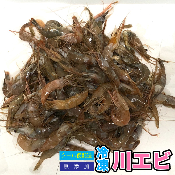 市場 冷凍 2 5kg 川エビ 肉食 熱帯魚 大型魚 かわえび 500g 5袋 かめ 天然 餌 水棲カメ用