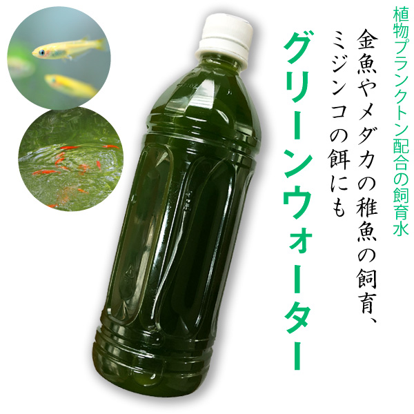 楽天市場 グリーンウォーター 500ml 5本 2 5l 植物プランクトンを入れた飼育水 リサイクルpet使用 メダカ 金魚 稚魚飼育 ミジンコの餌 淡水用 送料無料 Dba 大伸物産 楽天市場ショップ