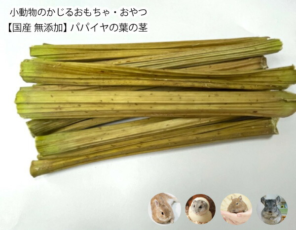 市場 小動物のおもちゃ おやつ 無添加 ぱぱいや パパイヤの茎 5本 パパイヤの葉の茎 国産