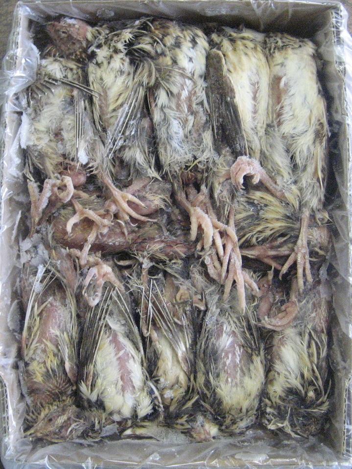 楽天市場】【冷凍】冷凍ウズラ ヒナ 10羽パック（T2）【クール便発送