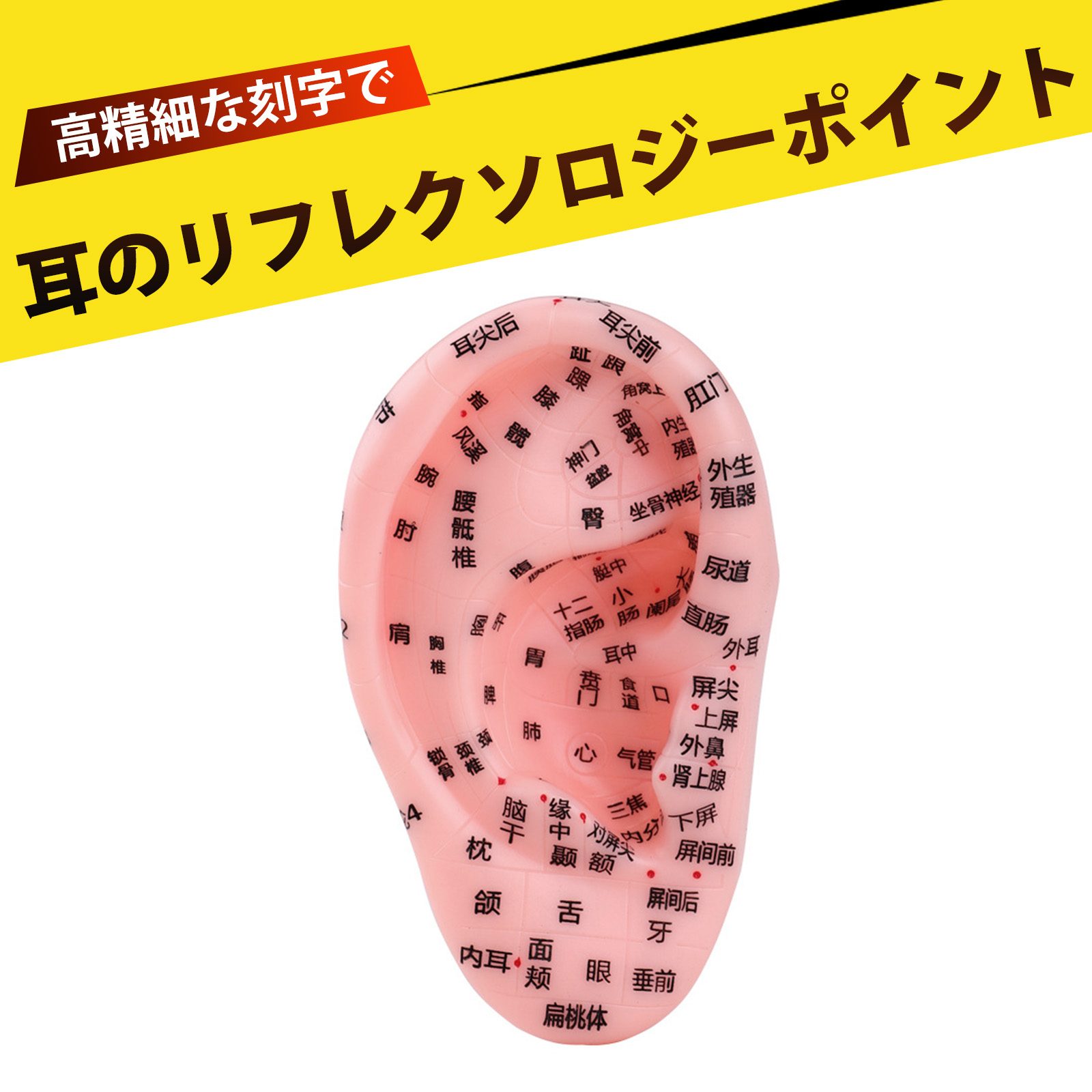 楽天市場】耳模型 耳つぼ 幅80×奥行35×高さ140mm 人体模型 経穴人形