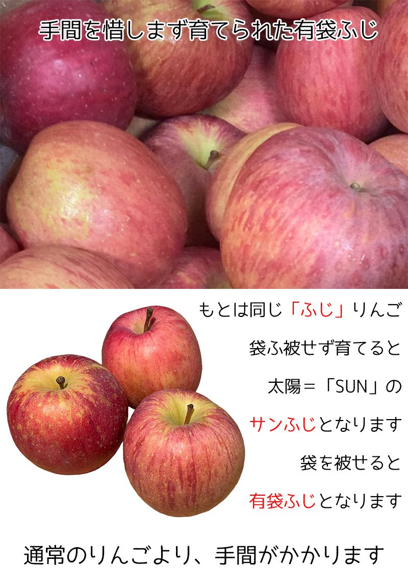 市場 りんご 有袋 訳あり 青森県産 約3kg 送料無料