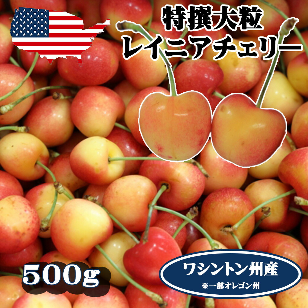 予約 アメリカンチェリー レイニアチェリー ワシントン州産 大粒 500g お試し 高級アメリカンチェリー レイニア 【6月20日～8月9日の出荷予定】 00012KD
