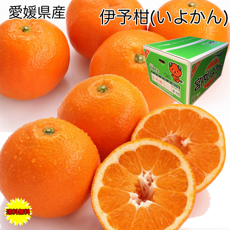 楽天市場】愛媛 伊予柑 ごご島産 3L 10Kg【赤秀】【ご贈答用】【興