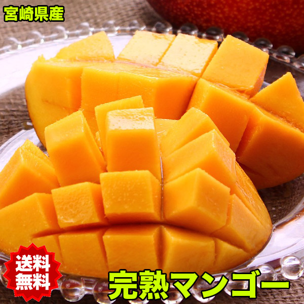 ギフト マンゴー 宮崎 2玉入 3Lサイズ マンゴー 訳あり マンゴー 父の日 ギフト 母の日 クール便無料 完熟 完熟マンゴー 送料無料 トロピカル フルーツ お中元 プレゼント