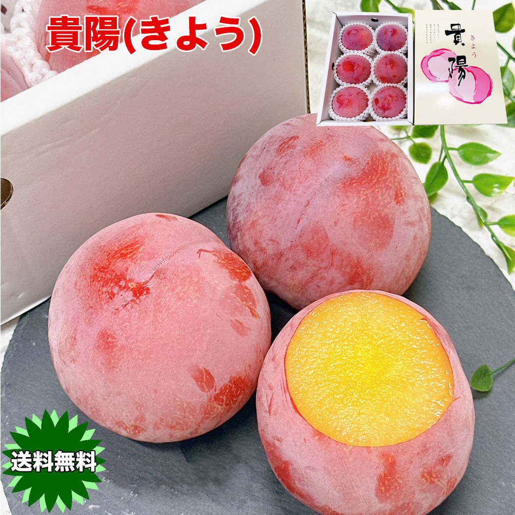 【楽天市場】お中元 すもも プラム 貴陽 きよう 福岡県産 貴陽（きよう）1箱 5-6玉入 大玉すもも 高級プラム 甘い ジューシー 希少 ...