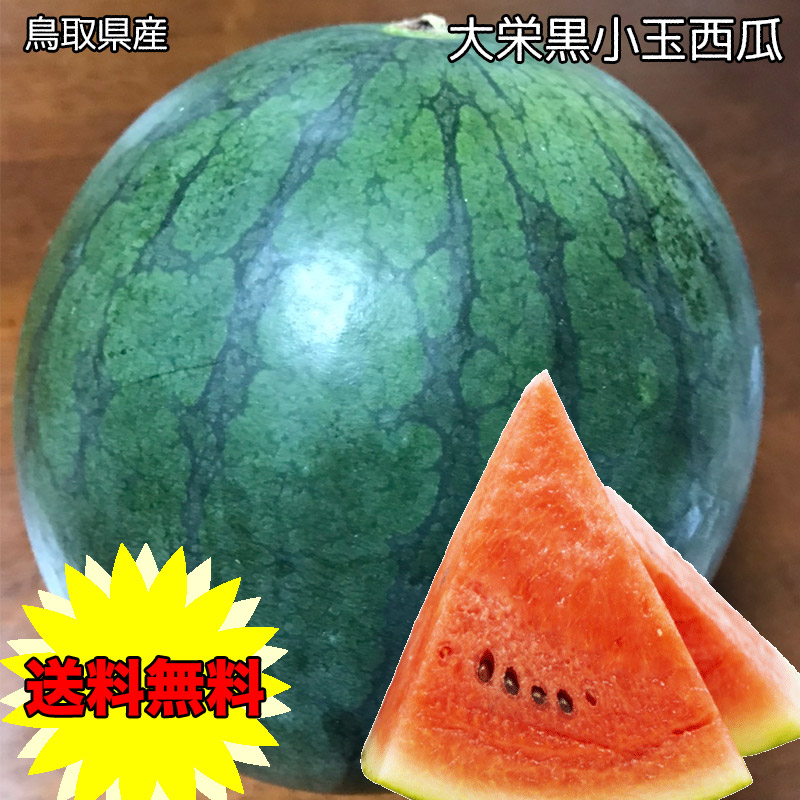 楽天市場】すいか スイカ 鳥取県産 大栄 黒小玉西瓜 Mサイズ 1玉