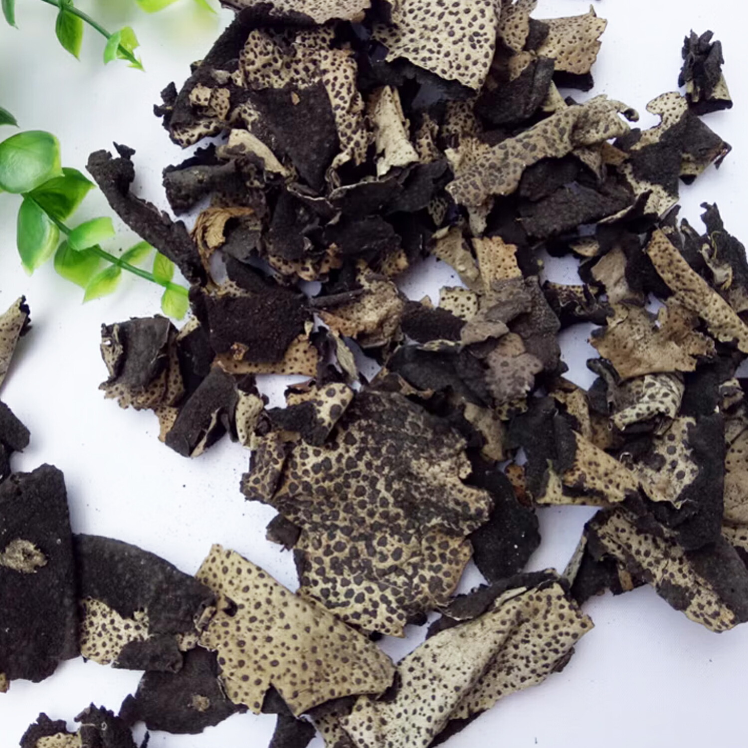 全国送料無料・イイ店 乾燥 楽天市場】天然 岩茸 山の 天日干し いわたけ 1kg イワタケ 野菜