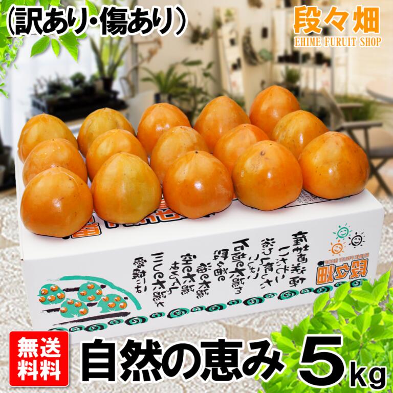 楽天市場 送料無料 愛媛県産 富士柿 自然の恵み 5kg 訳あり 傷あり 不揃い 果物 フルーツ お取り寄せ グルメ 産地応援 愛媛 フルーツショップ段々畑 楽天市場 送料無料 愛媛県産 富士柿 自然の恵み 5kg 訳あり 傷あり 不揃い 果物 フルーツ お取り寄せ グルメ 産地応援 愛媛 フルーツショップ段々畑