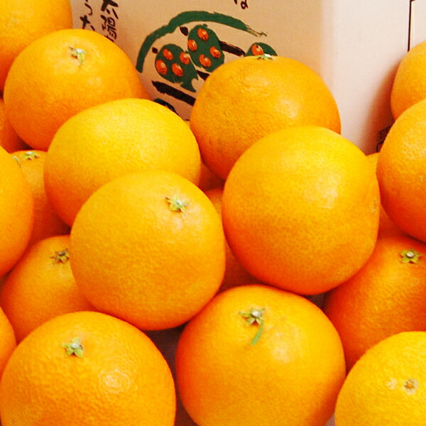 【楽天市場】愛媛県産 媛まどんな ご家庭用10kg：愛媛フルーツショップ段々畑