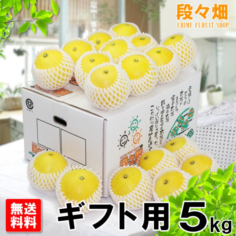 ＊予約商品・指定日不可＊【送料無料】愛媛県産 ニューサマーオレンジ ギフト用 5kg/日向夏や小夏と同一品種/みかん/蜜柑/オレンジ/柑橘/果物/フルーツ/お取り寄せ/グルメ/産地応援