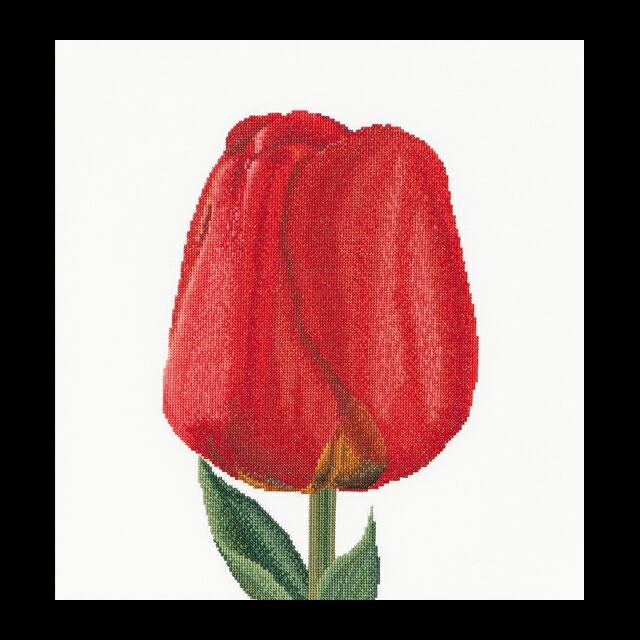 テア　グーベルヌール　クロスステッチ刺繍キット 【Red Darwin hybrid tulip】中級者ー上級者向き ☆お取り寄せキット（納期は30-90日程度）
