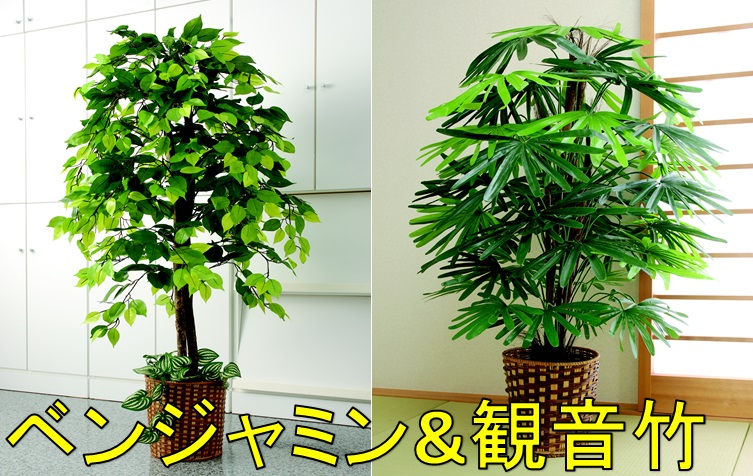 ギフト お手入れ不要 目隠し 観葉植物 会社 モダン プレゼント 樹木 人工観葉植物 用 ベンジャミン 大型 2点セット インテリア オフィス 縁起物 室内 フェイク 会社 フェイクグリーン 雑貨 観音竹 セット 部屋 お手入れ不要 グリーン 人工観葉植物 贈り物 ギフト お手入れ不要 目隠し 観葉植物 会社 モダン プレゼント 樹木 人工観葉植物 用 ベンジャミン 大型 2点セット インテリア オフィス 縁起物 室内 フェイク 会社 フェイクグリーン 雑貨 観音竹 セット 部屋 お手入れ不要 グリーン 人工観葉植物 贈り物