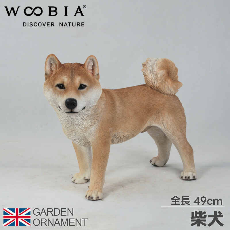 豆柴子犬 5/25 男の子♂1売約済 | 豆柴の専門ブリーダー｜日本犬