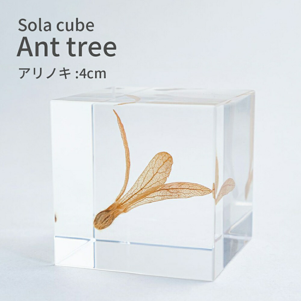 楽天市場】ソラキューブ ノゲイトウ 野鶏頭 Sola cube 4cm 宙
