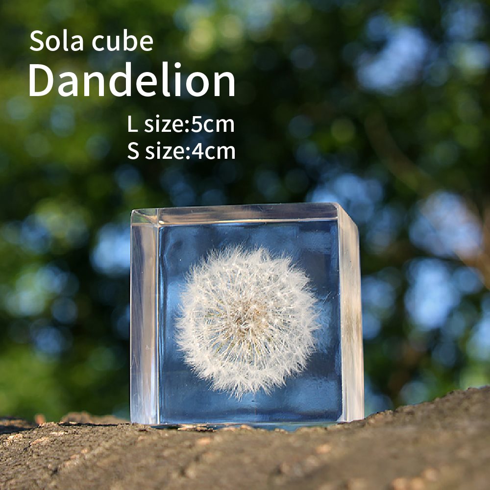 タンポポ 綿毛 Sola cube 5cm 4cm 宙 ソラキューブ 風と生きる おしゃれ かわいい 北欧 ナチュラル シンプル インテリア オブジェ 植物 標本 透明 小物 レジン クリア プリズム プレゼント ギフト画像